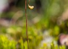 Sonnentau mit Blüte
